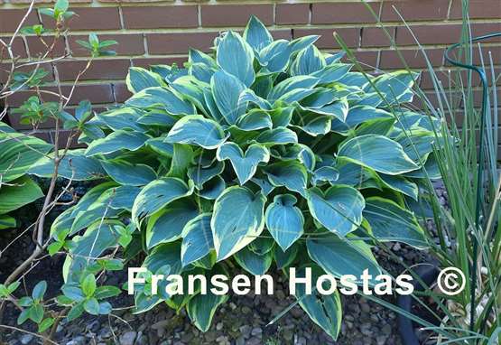 Hosta Dress Blues